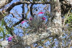 Tillandsia aeranthos