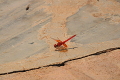 Trithemis kirbyi