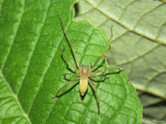Cheiracanthium inclusum