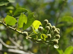 Capparis tomentosa