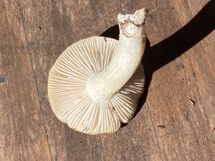 Hydnum umbilicatum