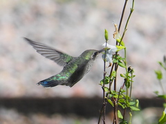 Cynanthus latirostris