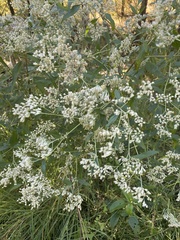 Eupatorium