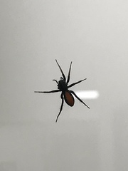 Castianeira descripta