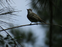 Myiarchus