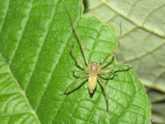 Cheiracanthium inclusum
