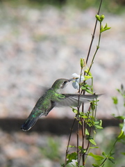 Cynanthus latirostris