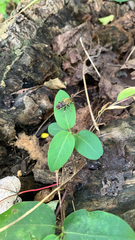 Pterallastes thoracicus