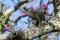 Tillandsia aeranthos