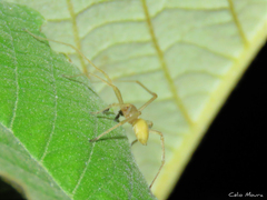 Cheiracanthium inclusum