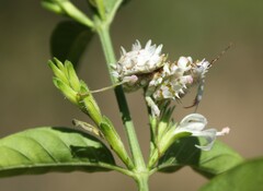 Pseudocreobotra wahlbergi