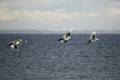 Cygnus columbianus bewickii