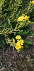 Senecio selloi