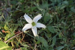 Jaborosa integrifolia
