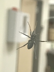 Castianeira descripta