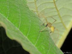 Cheiracanthium inclusum