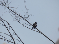 Onychognathus nabouroup