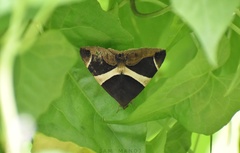 Bastilla crameri