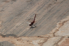 Trithemis annulata