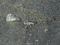 Cicindela hirticollis
