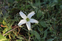 Jaborosa integrifolia