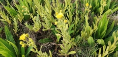 Senecio selloi