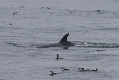 Balaenoptera acutorostrata scammoni