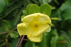 Pentalinon luteum