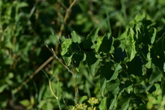 Aristolochia clematitis