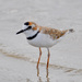 Collared Plover - Photo (c) ClÃ¡udio Dias Timm, some rights reserved (CC BY-SA)