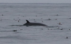 Balaenoptera acutorostrata scammoni