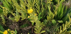 Senecio selloi