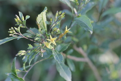 Cestrum parqui