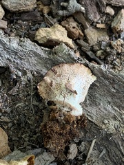Bondarzewia berkeleyi