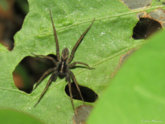 Lycosidae