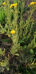 Senecio selloi