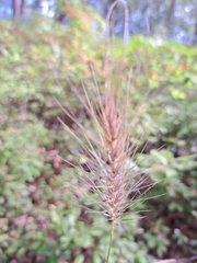 Elymus macgregorii