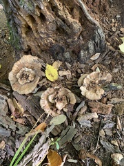 Bondarzewia berkeleyi