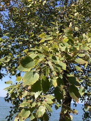 Populus