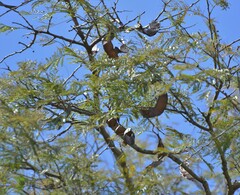 Anadenanthera colubrina