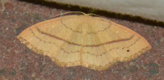 Cyclophora linearia