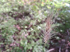 Elymus macgregorii