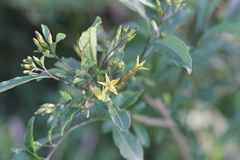 Cestrum parqui