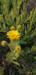 Senecio selloi