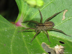Pavocosa