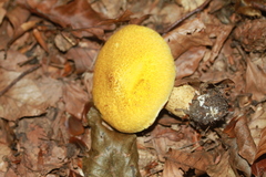 Suillus cavipes