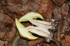 Suillus cavipes