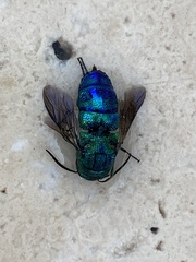 Chrysis smaragdula