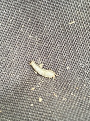 Ctenolepisma longicaudatum
