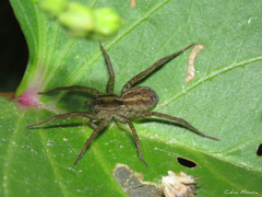Pavocosa